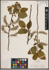 Foto von Salix caprea L.